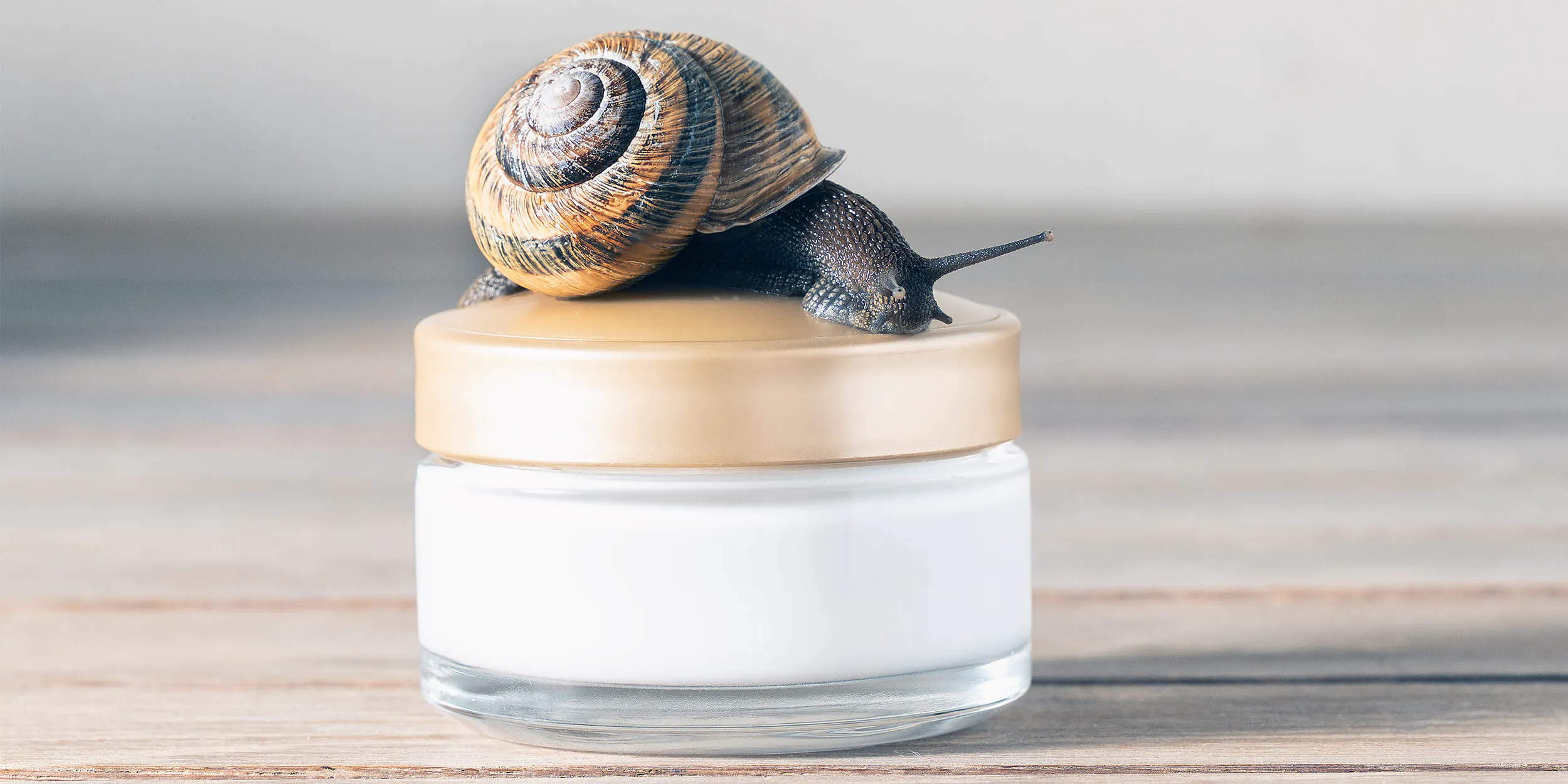 What is Snail Cream or Lotion 6 What is Snail Cream or Lotion