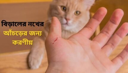 বিড়ালের আঁচড়ে করণীয় কি 1