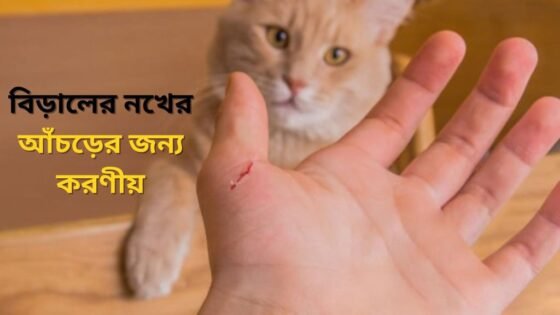 Blog 13 বিড়ালের আঁচড়ে করণীয় কি
